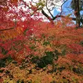 雲場池の写真_601422
