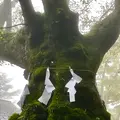 熊野皇大神社の写真_601442
