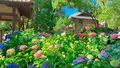 藤森神社の写真_602546