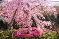 芝桜庭園樹木葬｜永代供養墓の写真_603586