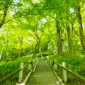 香嵐溪の写真_605116