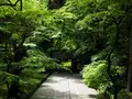 香嵐溪の写真_605118