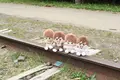 旧手宮線の写真_606137