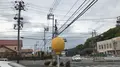 サンレモンの写真_606856