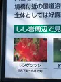 しし岩の写真_608063