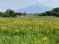 ベンセ湿原の写真_610149