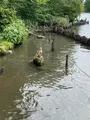 洗足池公園の写真_611564
