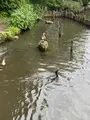 洗足池公園の写真_611565