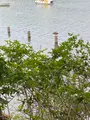 洗足池公園の写真_611566