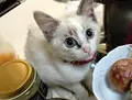 住用町の写真_61430