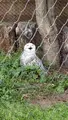 旭川市 旭山動物園の写真_616029