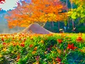 明月院（あじさい寺）の写真_620609
