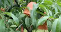 桃茂実苑観光農園の写真_620917