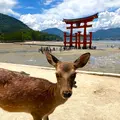 厳島神社の写真_626046