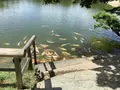 岡山後楽園の写真_628903