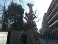 広尾ガーデンヒルズＤ棟の写真_62909