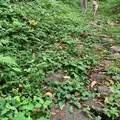 小谷村 県宝 牛方宿 (塩の道祭り)の写真_629319