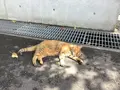 地中美術館の写真_630008