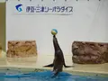 伊豆・三津シーパラダイスの写真_630955