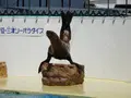 伊豆・三津シーパラダイスの写真_630957