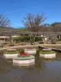 あしかがフラワーパークの写真_631098