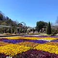 あしかがフラワーパークの写真_631099