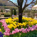 あしかがフラワーパークの写真_631102