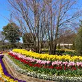 あしかがフラワーパークの写真_631105