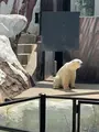 上野動物園の写真_631199