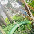 河童淵（姥子淵）の写真_631949