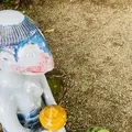 河童淵（姥子淵）の写真_631950