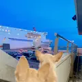 大洗港フェリーターミナルの写真_633717