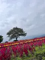 那須フラワーワールドの写真_633847
