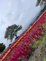 那須フラワーワールドの写真_633849