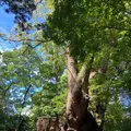 來宮神社の写真_638741