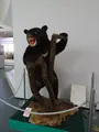山形県立博物館の写真_646787