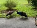 豊之谷自然生態公園の写真_648151