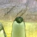 海遊館の写真_649540