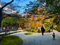 圓光寺の写真_654301