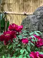 由志園の写真_655760