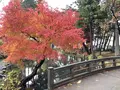 盛岡城跡公園 (岩手公園)の写真_655959