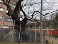 石割桜の写真_655976