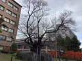 石割桜の写真_655977