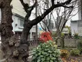 啄木新婚の家の写真_655997