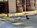 大崎八幡宮の写真_657210