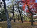 建仁寺の写真_659193