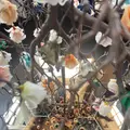 うろこの家・うろこ美術館の写真_660652