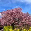 河津桜並木&菜の花ロードの写真_671178