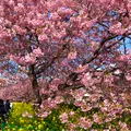 河津桜並木&菜の花ロードの写真_671179