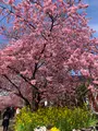 河津桜並木&菜の花ロードの写真_671181